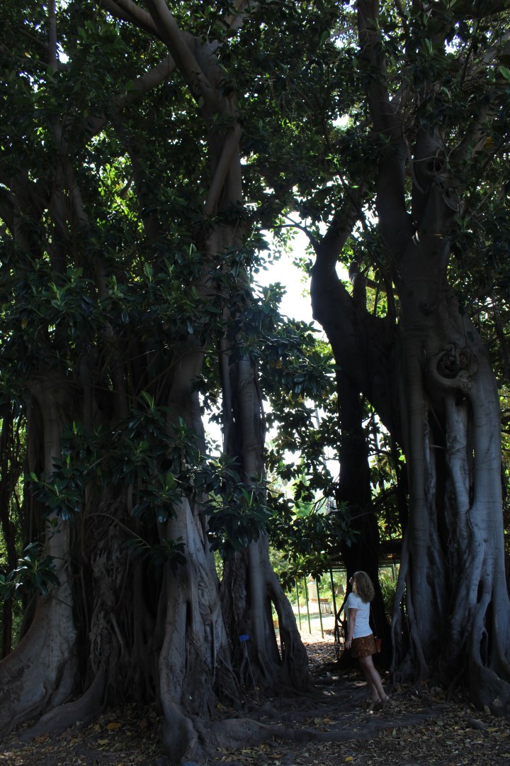 botanical-garden-in-palermo_03