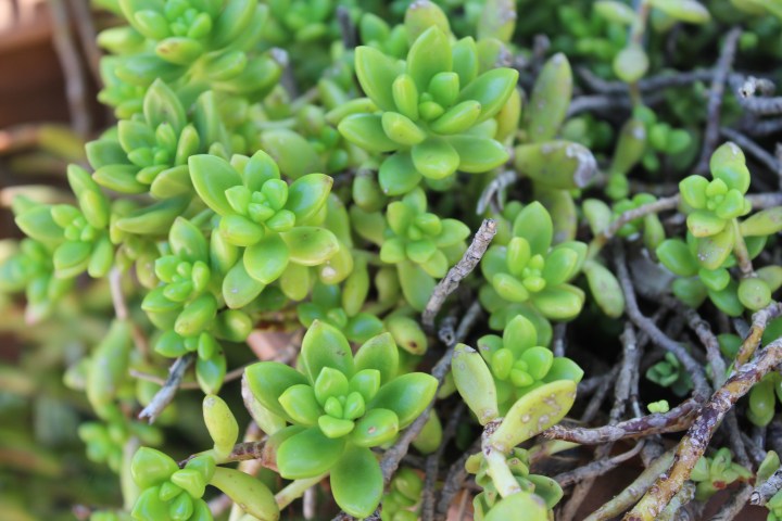 botanical-garden-in-palermo_05