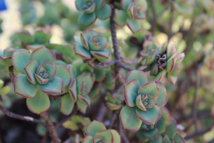 botanical-garden-in-palermo_06