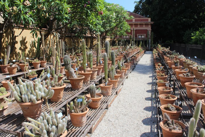 botanical-garden-in-palermo_07