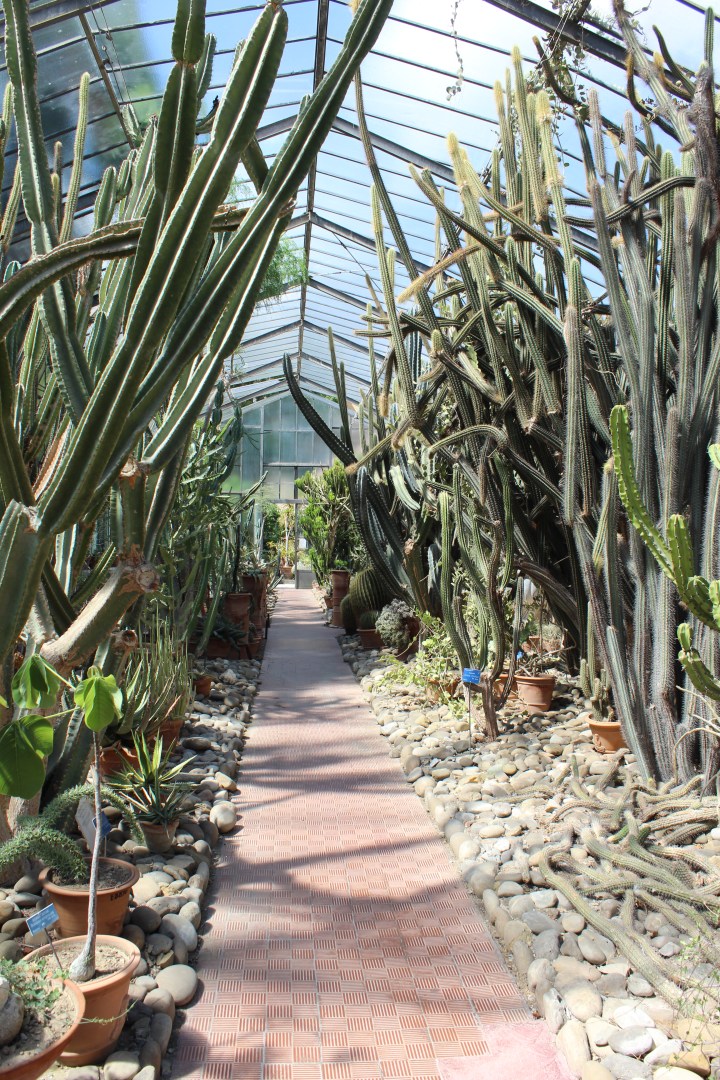 botanical-garden-in-palermo_10