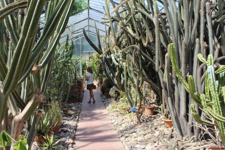 botanical-garden-in-palermo_11