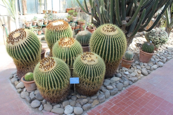 botanical-garden-in-palermo_12