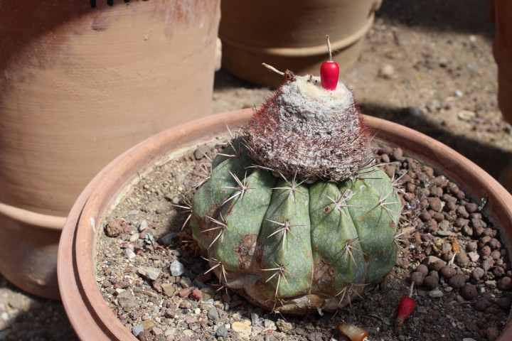 botanical-garden-in-palermo_13