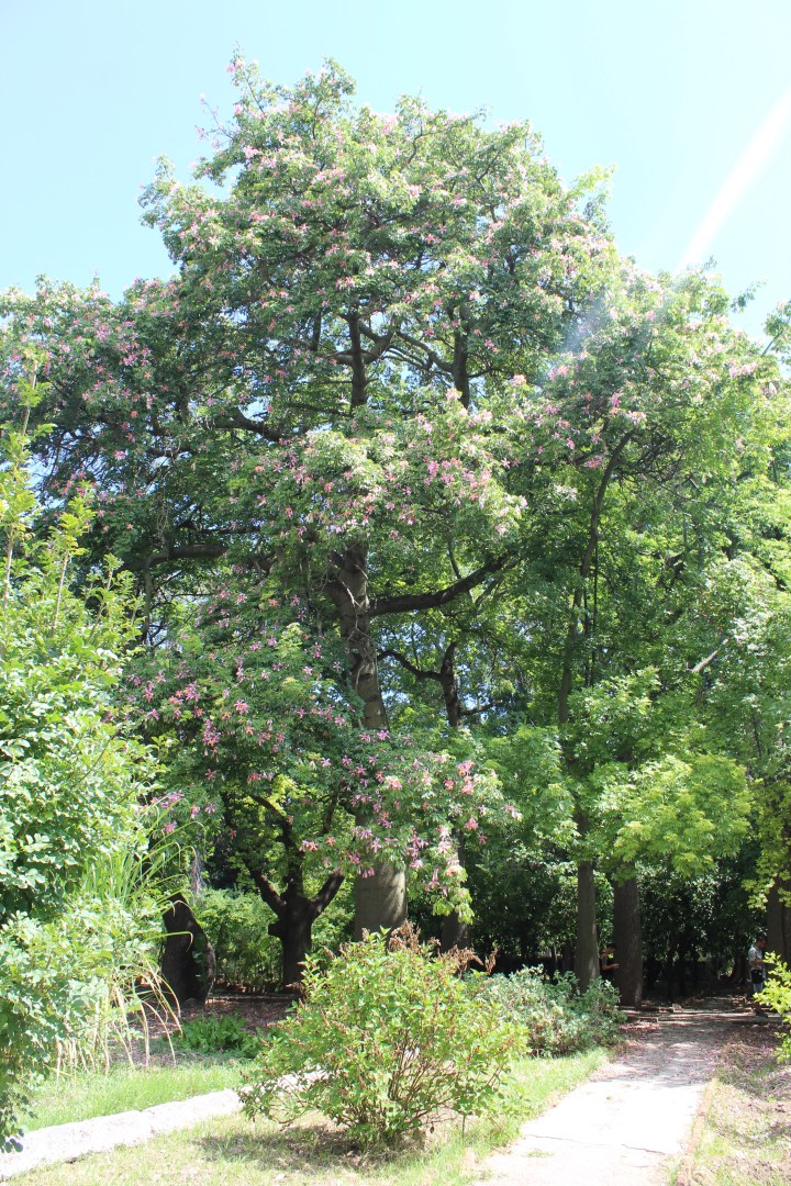 botanical-garden-in-palermo_14
