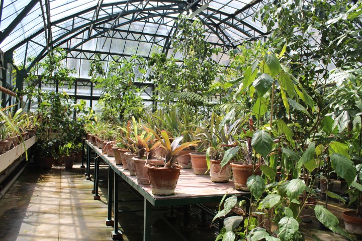 botanical-garden-in-palermo_15