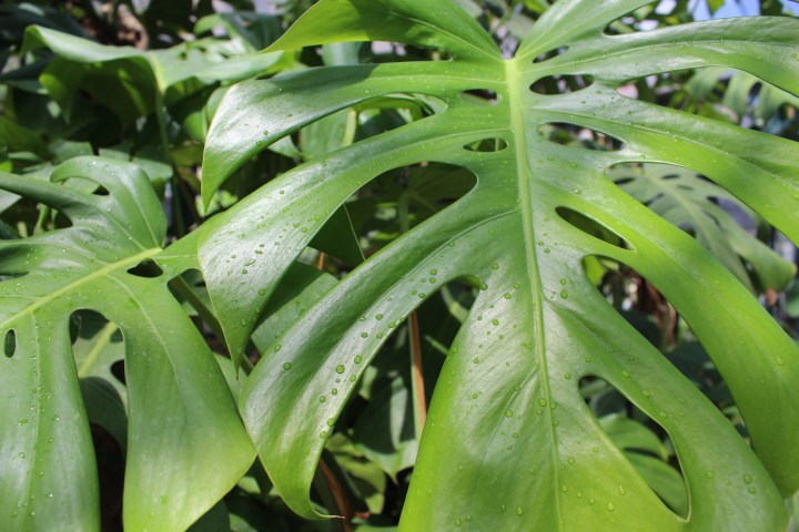 botanical-garden-in-palermo_16