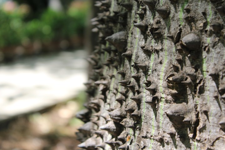 botanical-garden-in-palermo_17