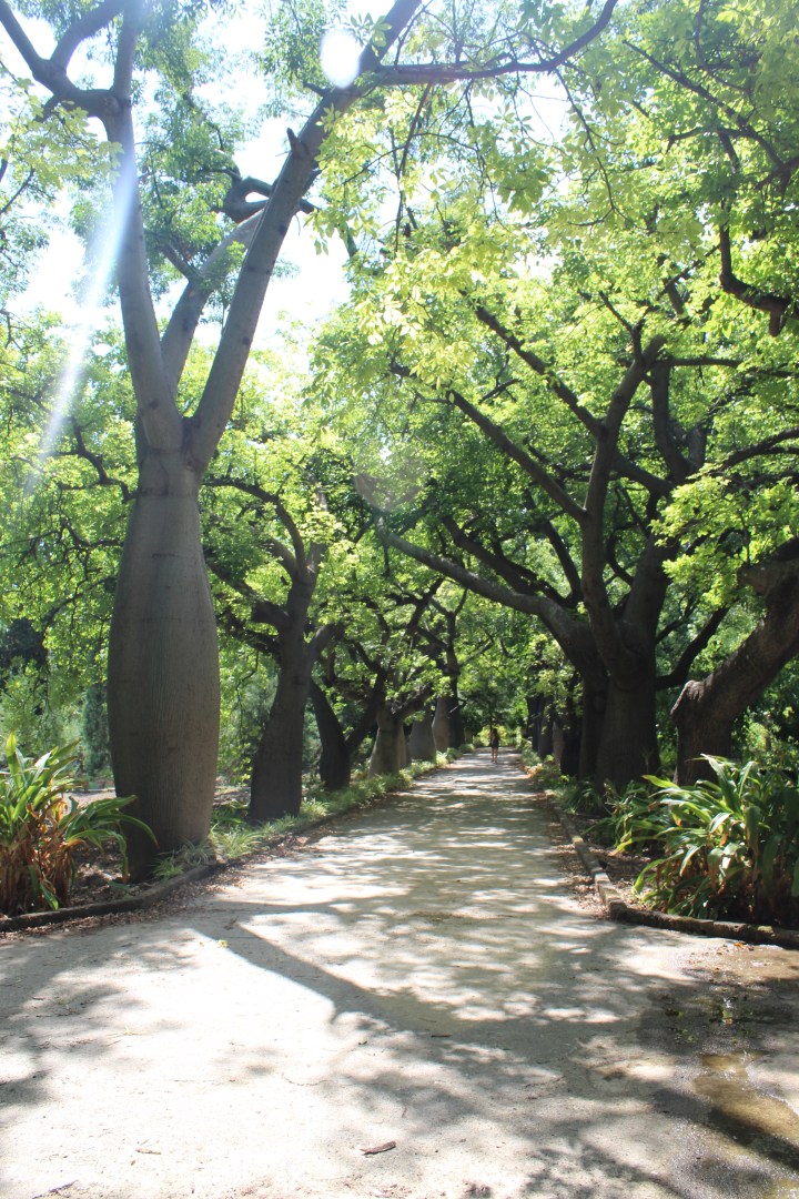 botanical-garden-in-palermo_18