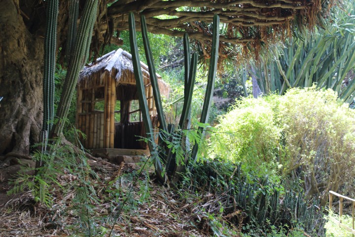 botanical-garden-in-palermo_20