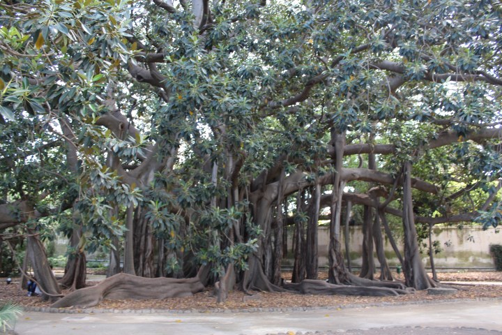 botanical-garden-in-palermo_22