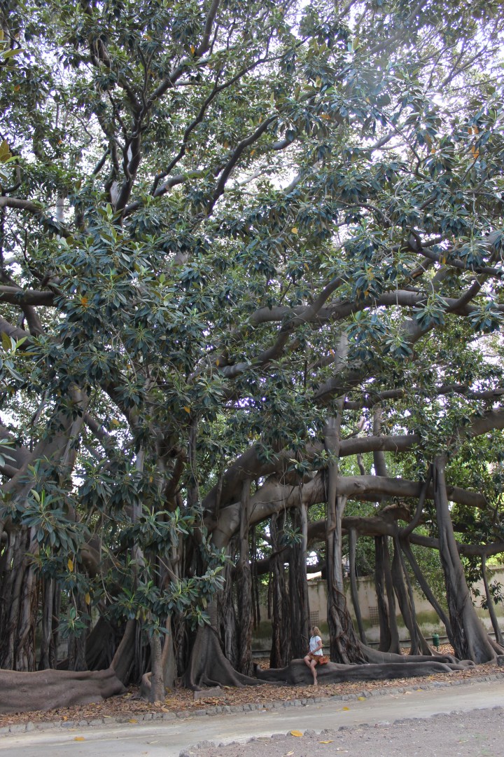 botanical-garden-in-palermo_23
